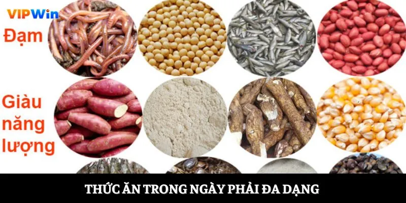 Thức ăn trong ngày phải đa dạng