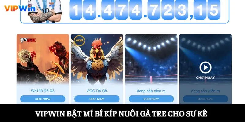 Vipwin bật mí bí kíp nuôi gà tre cho sư kê